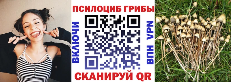 Купить где  Заречный  Псилоцибиновые грибы Psilocybine cubensis 